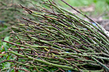 DSCF0067.jpg