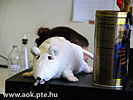 IMG_8972.jpg
