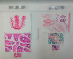 anatomia_tarlat_20220920_14.jpg