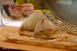 DSCF9532.jpg