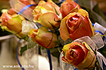 IMG_8756.jpg
